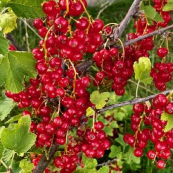 Oase für Pflanzen und Insekten, ein Spaziergang durch die Kindheit im Obst- und Naturgarten in Lohnsburg - (c) Gabi Dräger