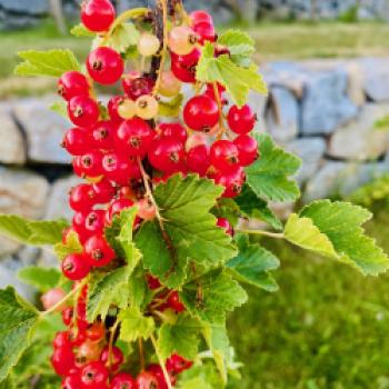 Oase für Pflanzen und Insekten, ein Spaziergang durch die Kindheit im Obst- und Naturgarten in Lohnsburg - (c) Gabi Dräger