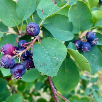 Oase für Pflanzen und Insekten, ein Spaziergang durch die Kindheit im Obst- und Naturgarten in Lohnsburg - (c) Gabi Dräger