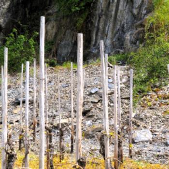 Alle, die gerne mit Ingwer und Chili kochen oder wer einen Begleiter zu rotem Curry sucht, findet mit feinherben Mosel-Rieslingen genau die Weine - (c) Jörg Bornmann