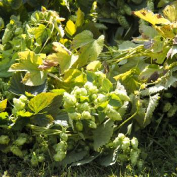 Erleben Sie die Ernte des reifen Hopfens im brauereieigenen Hopfengarten der Privatbrauerei Trumer Brauereigelände am Obertrum am See im Salzburger Seenland - (c) Jörg Bornmann