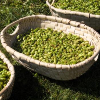 Erleben Sie die Ernte des reifen Hopfens im brauereieigenen Hopfengarten der Privatbrauerei Trumer Brauereigelände am Obertrum am See im Salzburger Seenland - (c) Jörg Bornmann