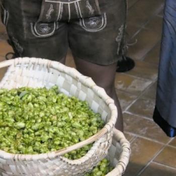 Erleben Sie die Ernte des reifen Hopfens im brauereieigenen Hopfengarten der Privatbrauerei Trumer Brauereigelände am Obertrum am See im Salzburger Seenland - (c) Jörg Bornmann