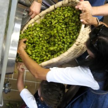 Erleben Sie die Ernte des reifen Hopfens im brauereieigenen Hopfengarten der Privatbrauerei Trumer Brauereigelände am Obertrum am See im Salzburger Seenland - (c) Jörg Bornmann