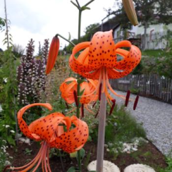 Oase für Pflanzen und Insekten, ein Spaziergang durch die Kindheit im Obst- und Naturgarten in Lohnsburg - (c) Gabi Dräger