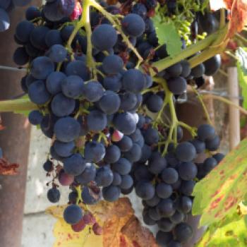 Oase für Pflanzen und Insekten, ein Spaziergang durch die Kindheit im Obst- und Naturgarten in Lohnsburg - (c) Gabi Dräger