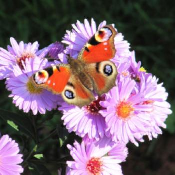 Oase für Pflanzen und Insekten, ein Spaziergang durch die Kindheit im Obst- und Naturgarten in Lohnsburg - (c) Gabi Dräger