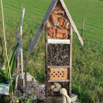 Oase für Pflanzen und Insekten, ein Spaziergang durch die Kindheit im Obst- und Naturgarten in Lohnsburg - (c) Gabi Dräger