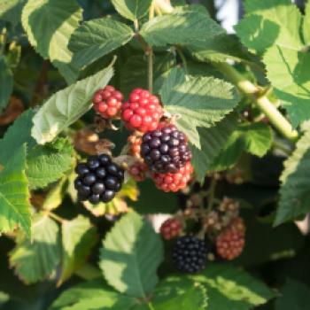 Oase für Pflanzen und Insekten, ein Spaziergang durch die Kindheit im Obst- und Naturgarten in Lohnsburg - (c) Gabi Dräger