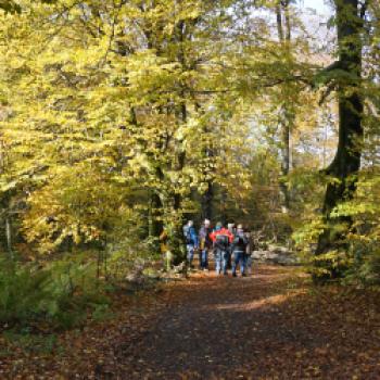 Wandern oder Radahren im herbstlichen Vogelsberg und sich danach kulinarisch belohnen, dazu lädt die Vulkanregion bis zum 9. November ein - <a href="https://www.vogelsberg-touristik.de/aktiv.html" target="_blank">(weitere Informationen finden Sie hier)</a> - (c) Vulkanregion Vogelsberg Tourismus GmbH