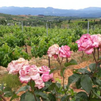 Klein aber fein - Weine aus dem spanischen Bierzo sind bei uns weitgehend unbekannt. Umso überraschender und schöner sind die Entdeckungen vor Ort - (c) Klaus Pfenning