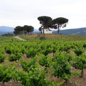 Klein aber fein - Weine aus dem spanischen Bierzo sind bei uns weitgehend unbekannt. Umso überraschender und schöner sind die Entdeckungen vor Ort - (c) Klaus Pfenning