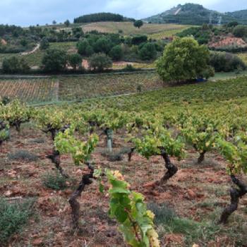 Klein aber fein - Weine aus dem spanischen Bierzo sind bei uns weitgehend unbekannt. Umso überraschender und schöner sind die Entdeckungen vor Ort - (c) Klaus Pfenning