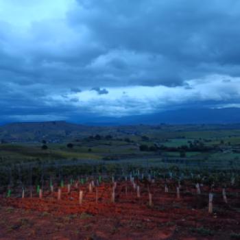 Klein aber fein - Weine aus dem spanischen Bierzo sind bei uns weitgehend unbekannt. Umso überraschender und schöner sind die Entdeckungen vor Ort - (c) Klaus Pfenning