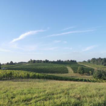 Azienda Agricola Colle Manora: Nachhaltigkeit ist der Lebensinhalt - Auf dem Weingut im Piemont lebt man die Verantwortung für die Natur - (c) Colle Manora