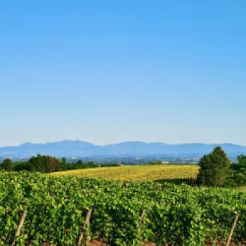 Azienda Agricola Colle Manora: Nachhaltigkeit ist der Lebensinhalt - Auf dem Weingut im Piemont lebt man die Verantwortung für die Natur - (c) Colle Manora