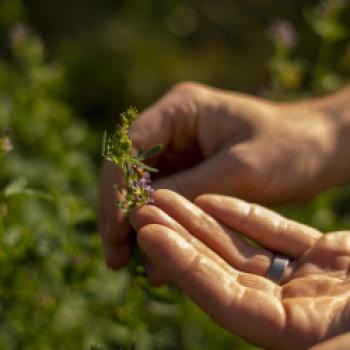 Österreichs Bio-WeinbaufIäche erstmals über 10.000 Hektar - (c) Robert Herbst/OeWM