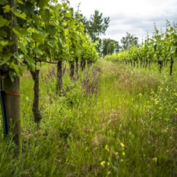 Österreichs Bio-WeinbaufIäche erstmals über 10.000 Hektar - (c) Robert Herbst/OeWM