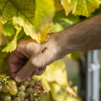 Österreichs Bio-WeinbaufIäche erstmals über 10.000 Hektar - (c) Robert Herbst/OeWM