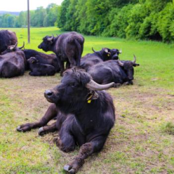 Im Intervies erklärt uns Berend te Voortwis, Gründer von KaufneKuh, das Konzept , die Herausforderung und Ziele - <a href="https://www.kaufnekuh.de/de/?invite=genussfreak10" target="_blank">Weitere Informationen und Bestellmöglichkeit</a> - (c) Kauf ne Kuh
