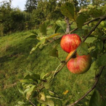Saft aus dem eigenen Obst pressen liegt voll im Trend, hier finden Sie Mosterreien in Ihrer Region - (c) Andreas Hurtig