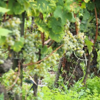 Das Weingut Mohr in Lorch im Rheingau, hier findet man die wohl ältesten Reben auf der hessischen Seite des Rheins - (c) Jörg Bornmann
