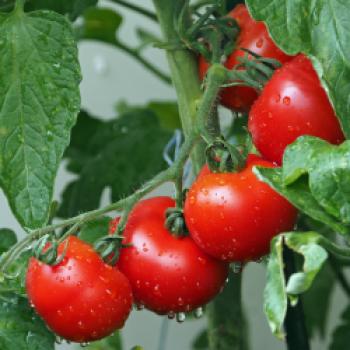 Tomaten/Basilikum - (c) pixabay/kie-ker