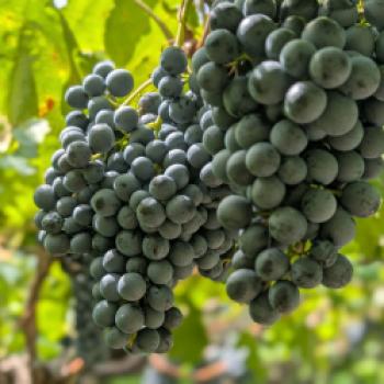 Die Weinregion Südtirol lebt von Kontrasten – genau daraus zieht es seine Kraft - (c) Carola Faber