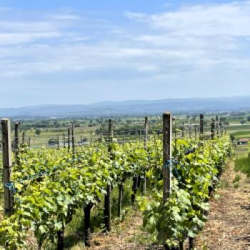 Weites Land und Weinkultur - (c) Eva-Maria Mayring