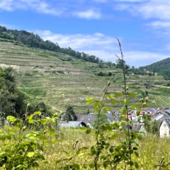 Im Kaiserstuhl sind die Weinberge meist auf Terrassenangelegt - (c) Eva-Maria Mayring