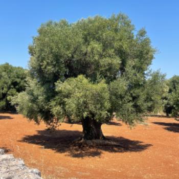 Hundertjährige Olivenbäume säumen die Wege und Straßen - (c) Hannelore Fisgus
