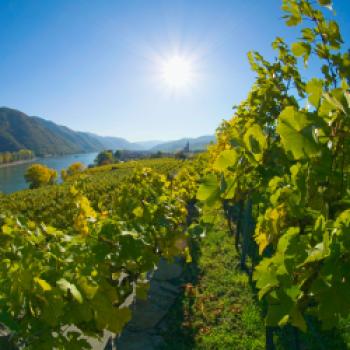 In der Wachau wächst Wein auf gerade einmal 1.300 Hektar, klein und fein prägen diese Weißweinregion ÖSterreichs - (c) Jörg Bornmann