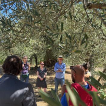 Besuch eines Olivenölbauern (Programmpunkt) - (c) Casa Abruzzo