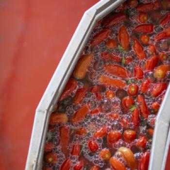 Die San-Marzano-Tomate DOP – warum viele Köche auf diesen Klassiker setzen - (c) Consorzio di Tutela del Pomodoro San Marzano DOP 