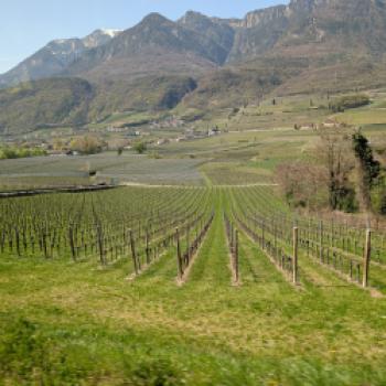 Zwischen Tradition und Frische: Der Kalterersee zeigt Profil - (c) Carola Faber