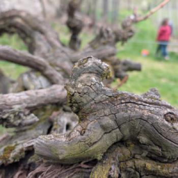 Zwischen Tradition und Frische: Der Kalterersee zeigt Profil - (c) Carola Faber