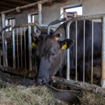 Japanisches Rind italienisch interpretiert, Wagyuzucht auf dem Ritten - (c) Maren Recken