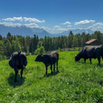 Japanisches Rind italienisch interpretiert, Wagyuzucht auf dem Ritten - (c) Maren Recken
