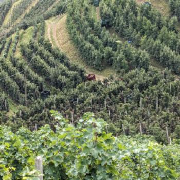 Zwei Terroirs, eine Vision - 70 Jahre Sauvignon-Kompetenz - (c) Carola Faber