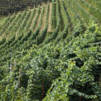 Zwei Terroirs, eine Vision - 70 Jahre Sauvignon-Kompetenz - (c) Carola Faber