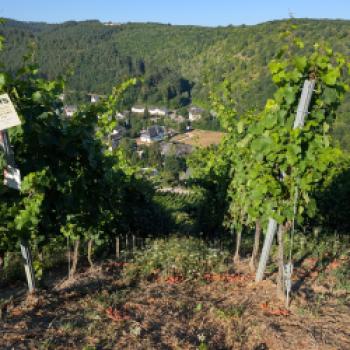 Wo die Ruwer den Ton angibt  An der Ruwer entsteht Wein unter anspruchsvollen Bedingungen - (c) Carola Faber