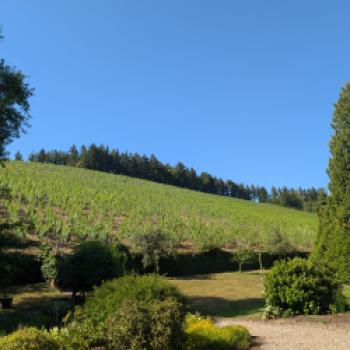 Karthäuserhof: Wo sieben Jahrhunderte im Glas nachwirken - 1335 gründeten Karthäusermönche den Weinbaubetrieb, seit 1811 befindet sich das Gut in siebter Generation in Familienhand - (c) Carola Faber