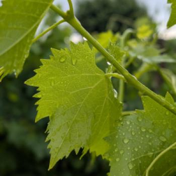 Weingut Schönhals – Der Natur ihren Rhythmus lassen - (c) Carola Faber