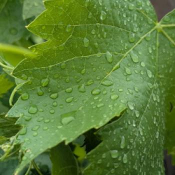 Weingut Schönhals – Der Natur ihren Rhythmus lassen - (c) Carola Faber