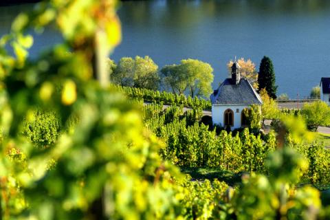 In der zweiten Julihälfte (Termin folgt) geht es für 5 Tage an die Mosel - (c) Deutsches Weininstitut In der zweiten Julihälfte (Termin folgt) geht es für 5 Tage an die Mosel - (c) Deutsches Weininstitut