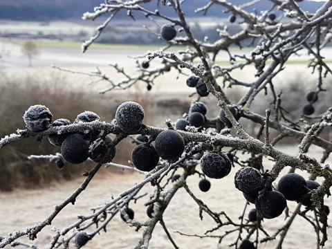 Schlehen, Frucht des Schlehdorns, sollte vor dem Verarbeiten mindestens einmal durchgefroren sein - (c) Gabi Vögele Schlehen, Frucht des Schlehdorns, sollte vor dem Verarbeiten mindestens einmal durchgefroren sein - (c) Gabi Vögele