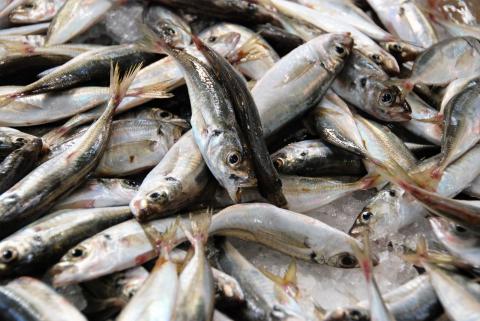 1. Zwiebeln schälen, halbieren und ca. 30 min. in kaltem Wasser einweichen und 2. die Sardinen reinigen, den Kopf mit der Mittelkräte und dem Darm entfernen. Sie erhalten zwei einzelnen Filets oder zusammenhängende, die Sie wie ein Buch aufschlagen können - (c) Gabi Vögele