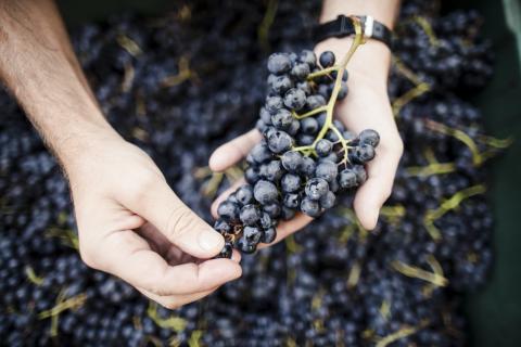 Die Südtiroler Weinernte 2019 - in etwas turbulenter, aber vielversprechender Jahrgang - (c) Südtirol Wein, Florian Andergassen Die Südtiroler Weinernte 2019 - in etwas turbulenter, aber vielversprechender Jahrgang - (c) Südtirol Wein, Florian Andergassen