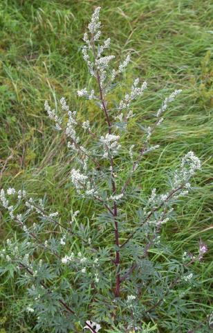 Beifuß (Artemisia Vulgaris) - (c) Wikipedia