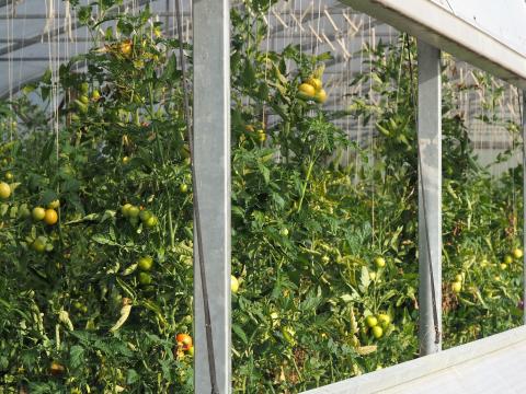 Mit dem Radl zu Besuch bei bäuerlichen Betrieben der Ökomodellregion Waginger See und Rupertiwinkel - (c) Jörg Bornmann